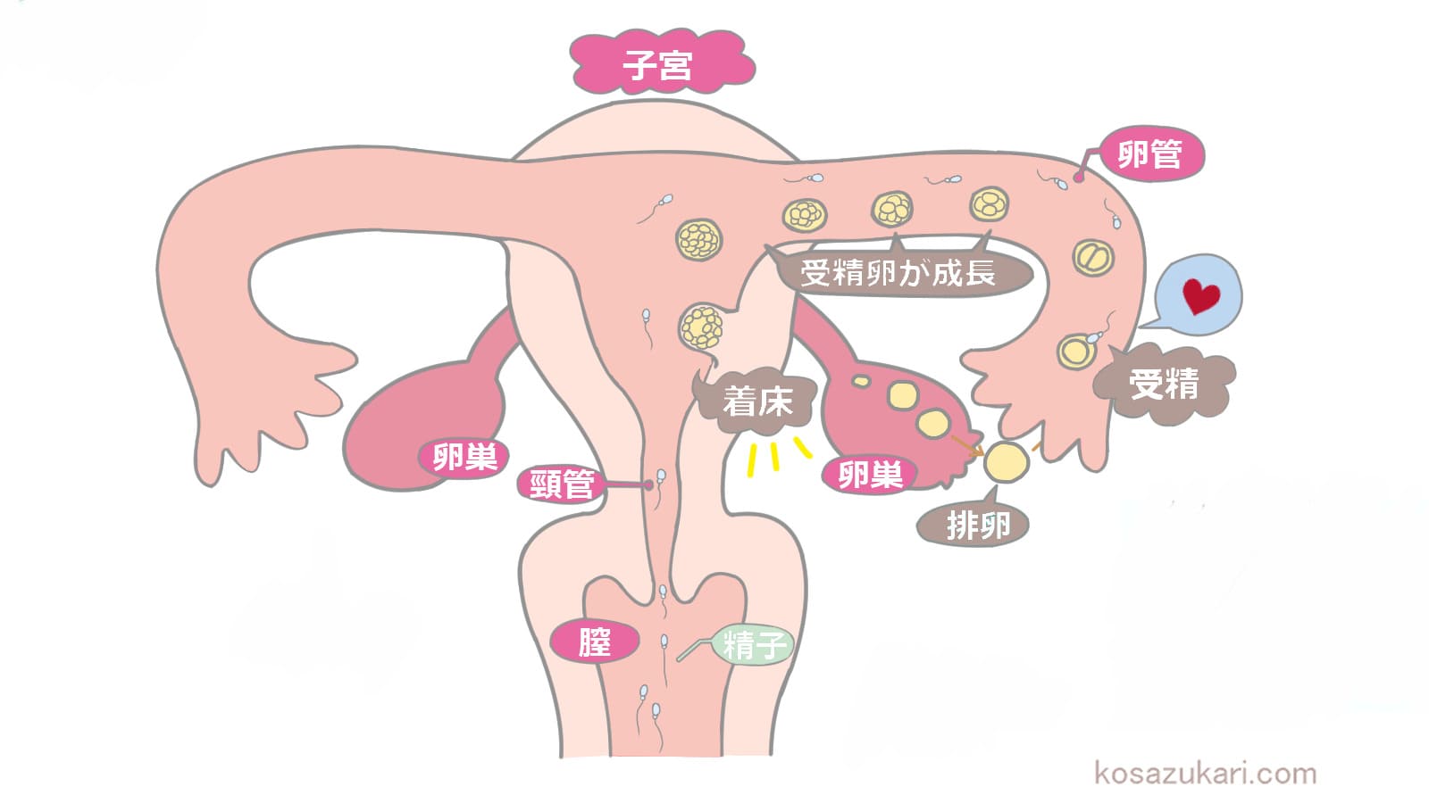 専門家が解説】リンカル錠で男の子の産み分けをしたい！ | 三軒茶屋ART