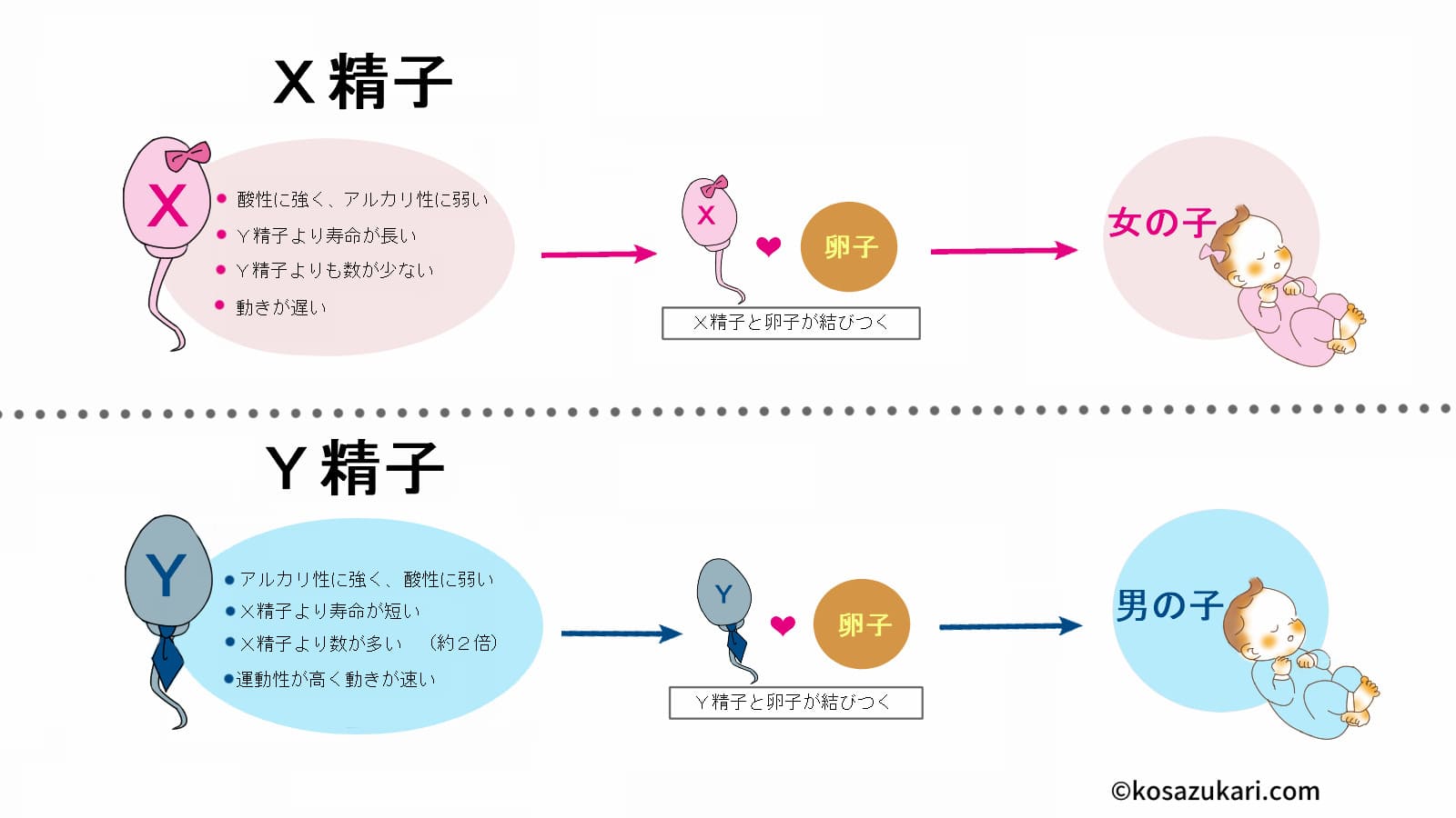 専門家が解説】リンカル錠で男の子の産み分けをしたい！ | 三軒茶屋ARTレディースクリニック